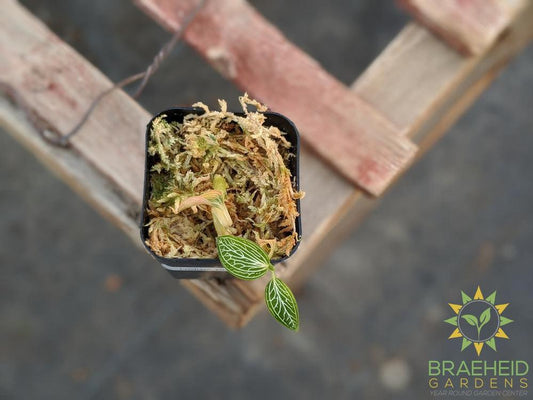 Ludisia Discolor Alba Jewel Orchid