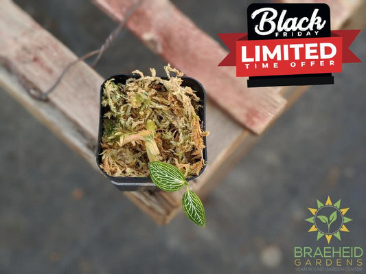 Ludisia Discolor Alba Jewel Orchid