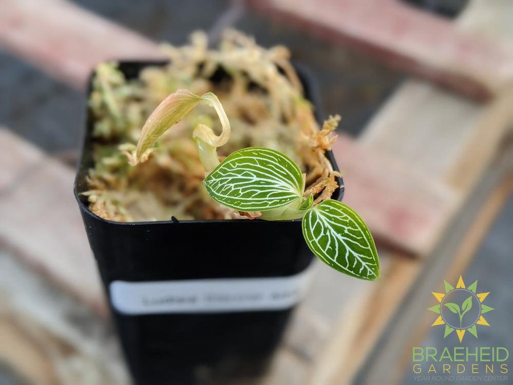 Ludisia Discolor Alba Jewel Orchid