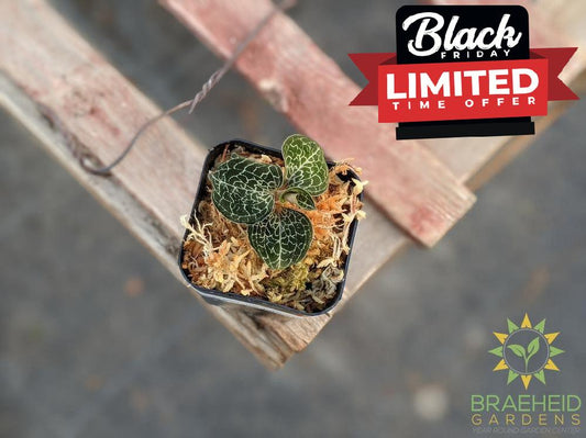 Anoectochilus Formosanus Jewel Orchid