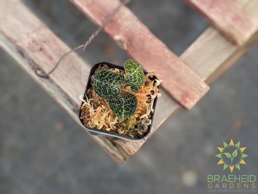 Anoectochilus Formosanus Jewel Orchid