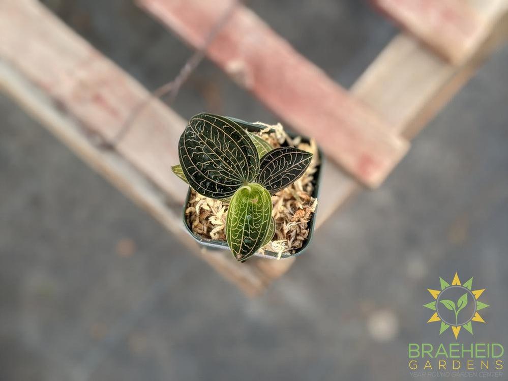 Anoectochilus Brevilabris Jewel Orchid