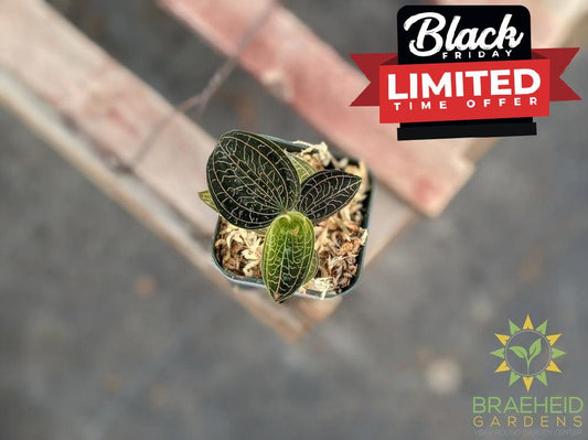 Anoectochilus Brevilabris Jewel Orchid