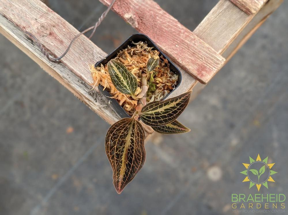 Dossinia Dominyl Judy Jewel Orchid