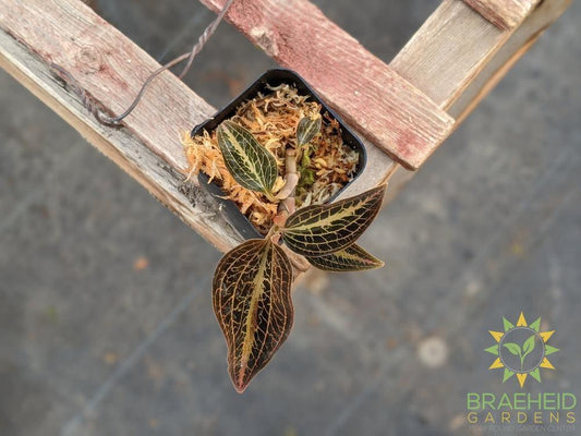 Dossinia Dominyl Judy Jewel Orchid