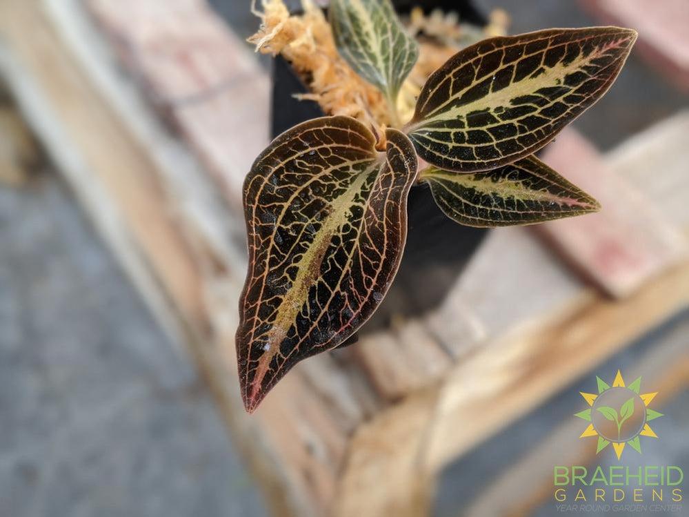 Dossinia Dominyl Judy Jewel Orchid