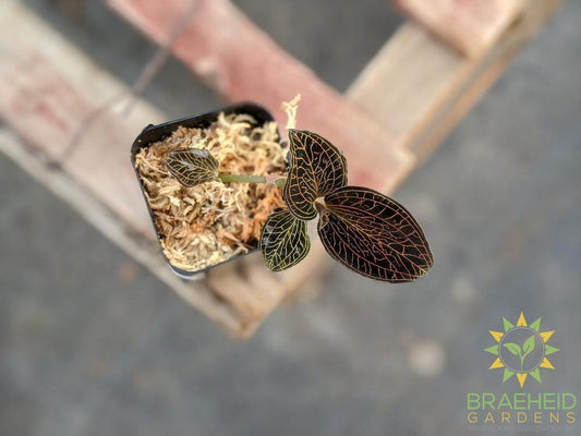 Anoectochilus Reinwardtii Jewel Orchid