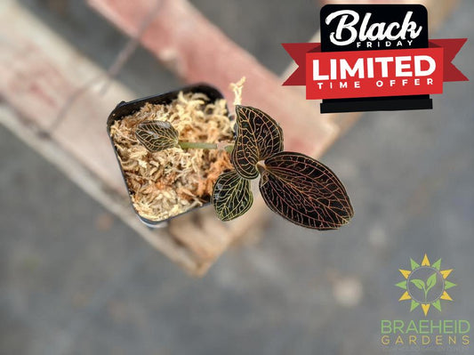 Anoectochilus Reinwardtii Jewel Orchid