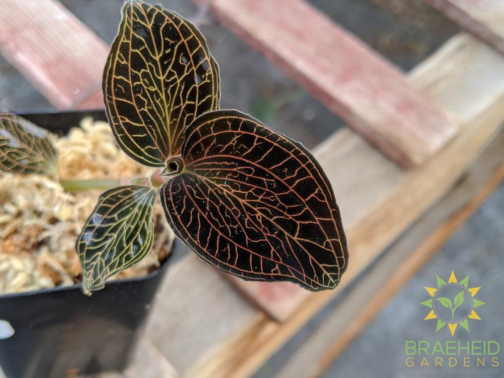 Anoectochilus Reinwardtii Jewel Orchid