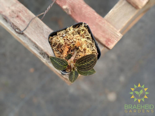 Dossinia Dominyl Jewel Orchid