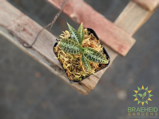 Goodyera Hispida Jewel Orchid