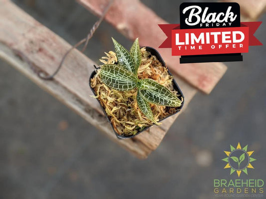 Goodyera Hispida Jewel Orchid