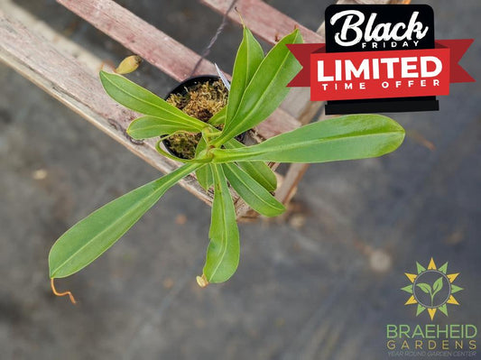 Nepenthes Alata - Pitcher Plant