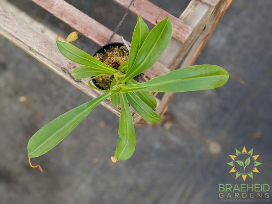 Nepenthes Alata - Pitcher Plant
