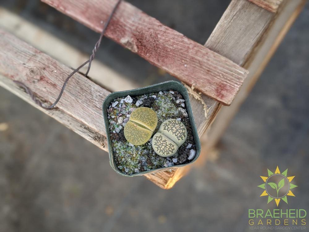Lithops