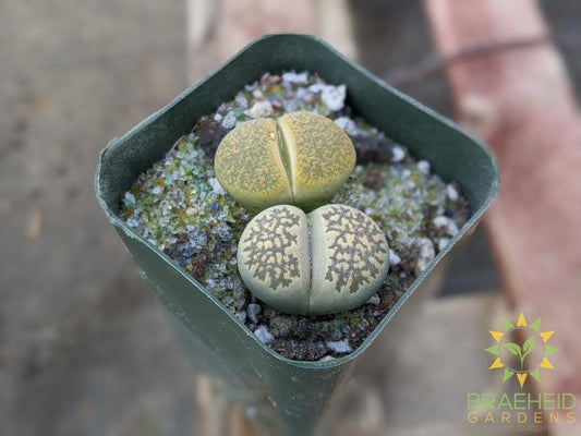 Lithops