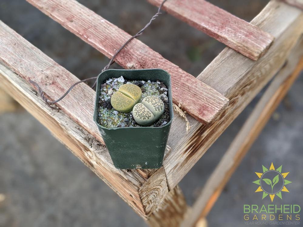 Lithops