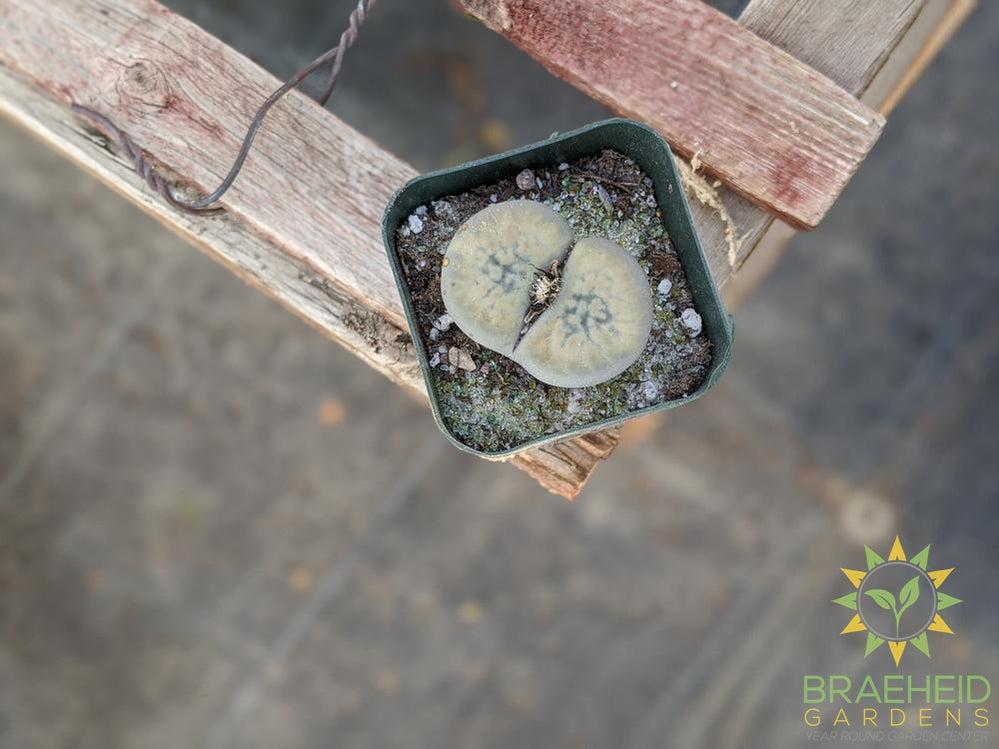 Lithops