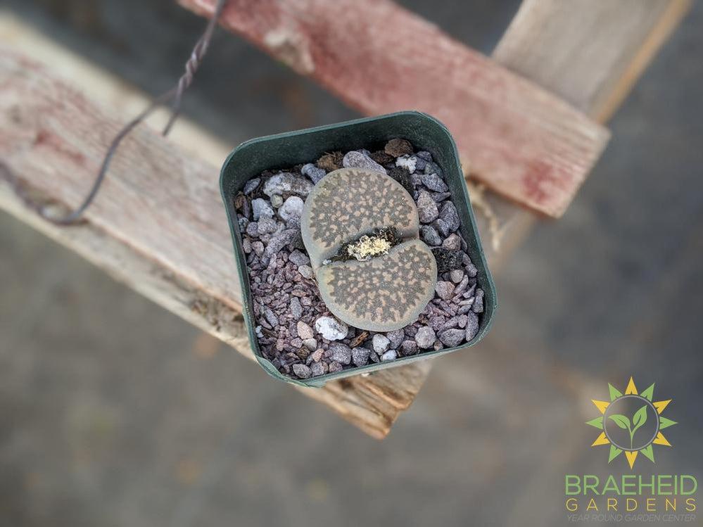 Lithops