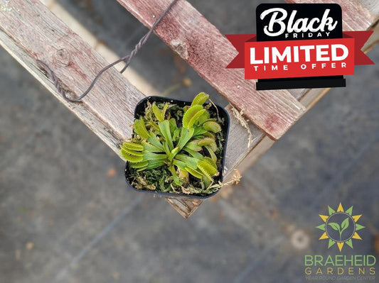 Venus Fly Trap - Dionaea Muscipula - Dente