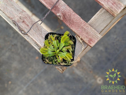 Venus Fly Trap - Dionaea Muscipula - Dente