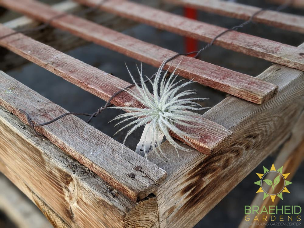 Tectorum Peru Tillandsia - RARE