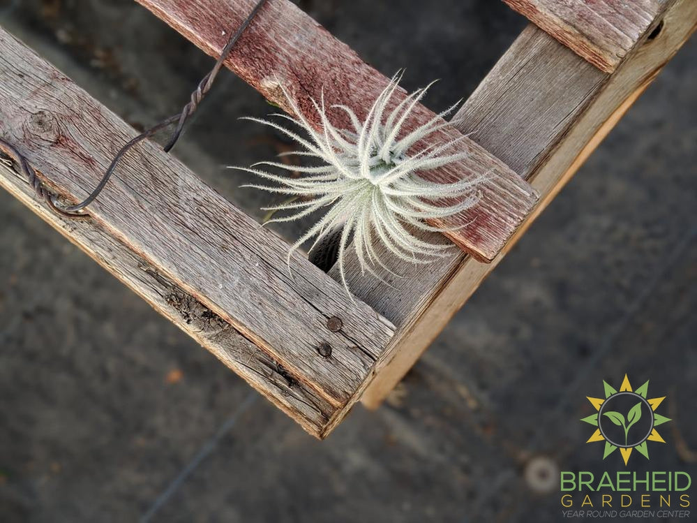 Tectorum Peru Tillandsia - RARE