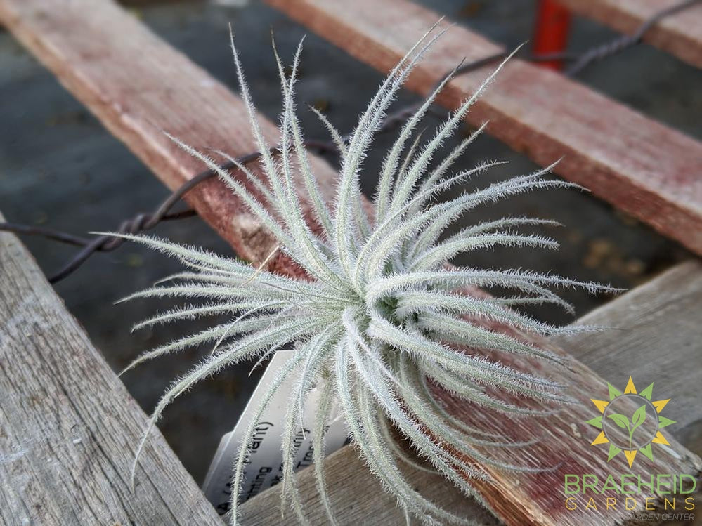 Tectorum Peru Tillandsia - RARE