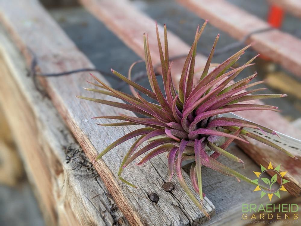 Ionantha Rubra