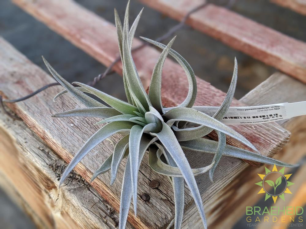 Tillandsia Harrisii