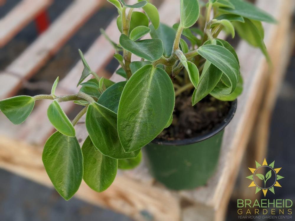 Peperomia Orba