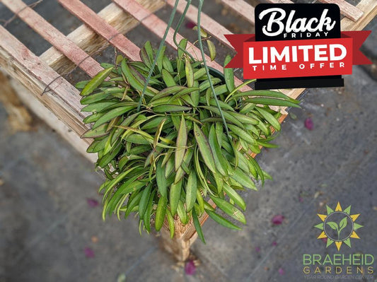 Hoya Wayetti Hanging Basket