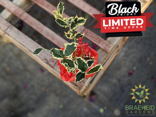 Variegated English Holly