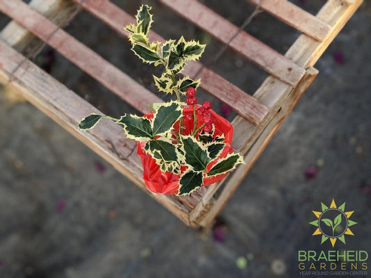 Variegated English Holly