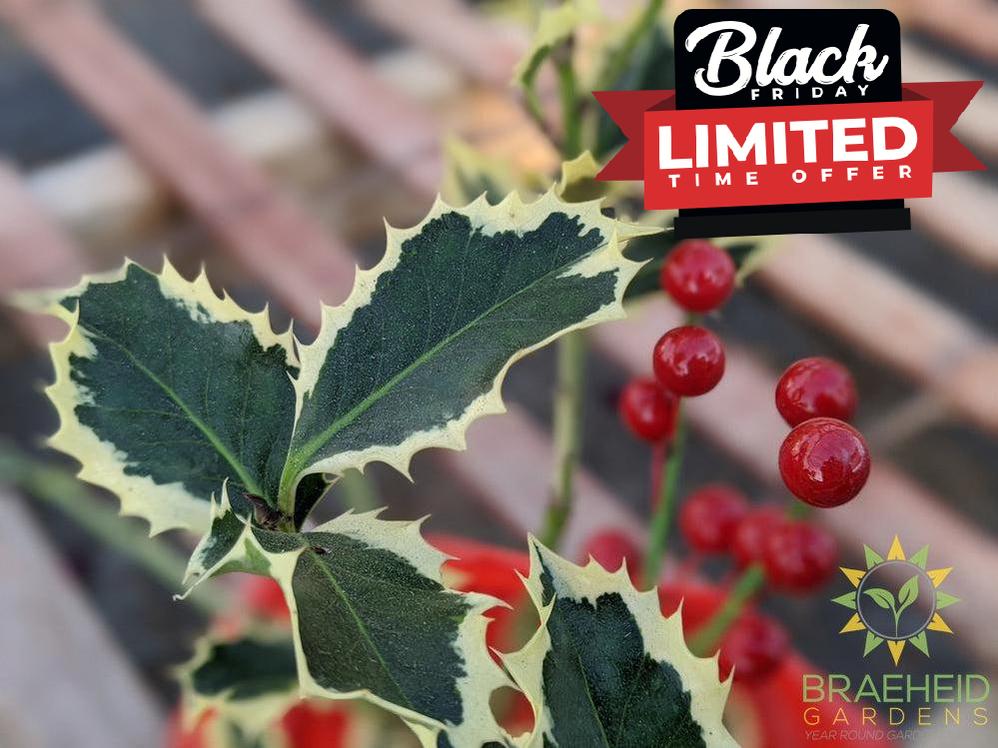 Variegated English Holly