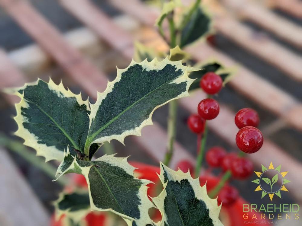 Variegated English Holly