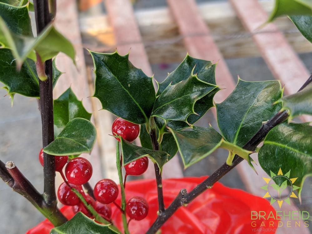 English Holly