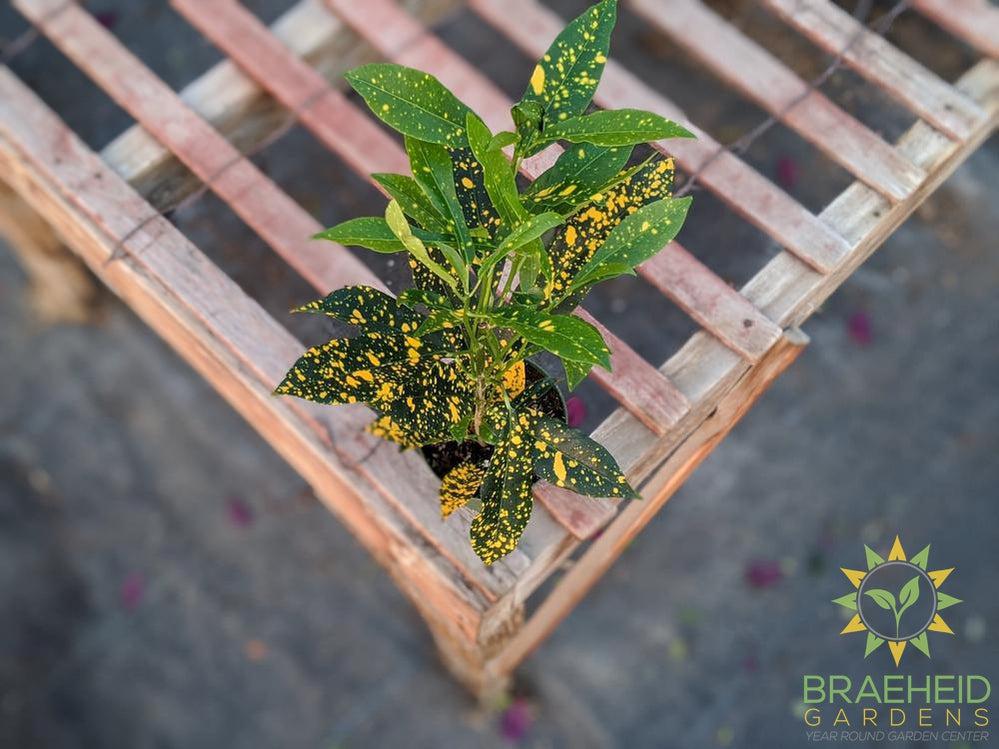 Croton Gold Dust