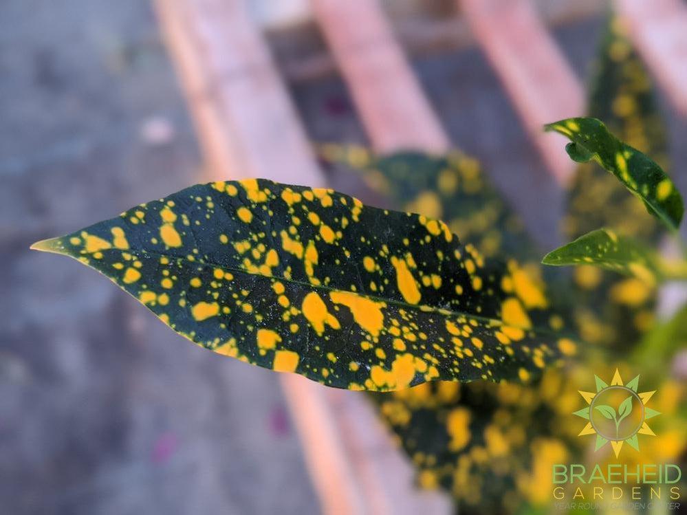 Croton Gold Dust