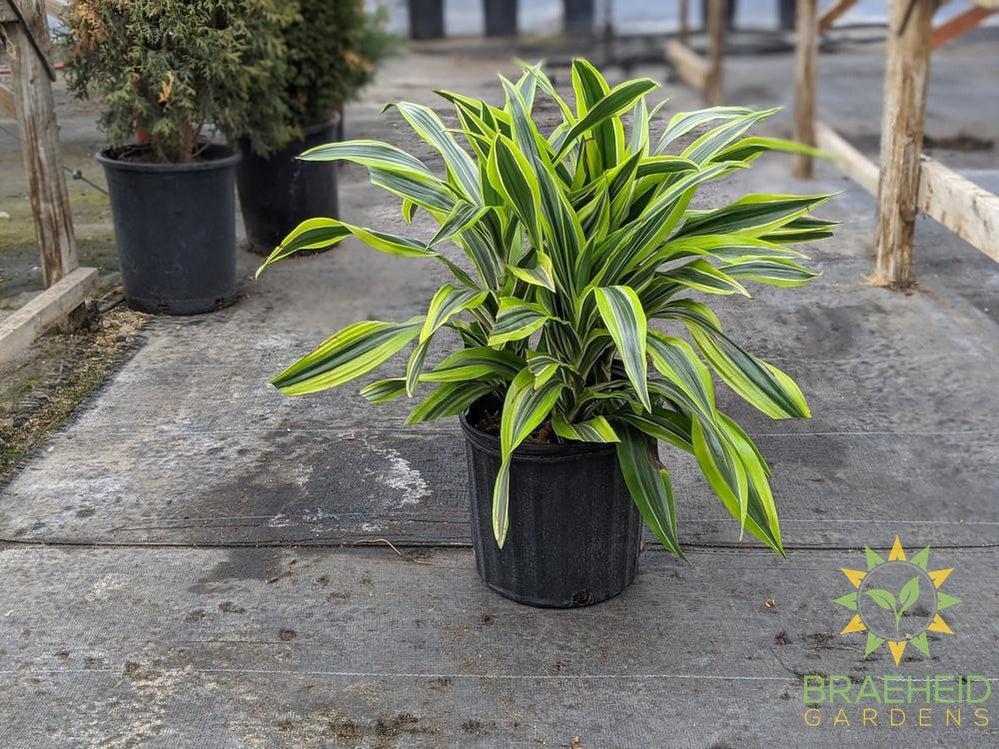 dracaena gold star Large Dracaena Goldstar / Lemon Lime- NO SHIP – Braeheid Gardens Ltd