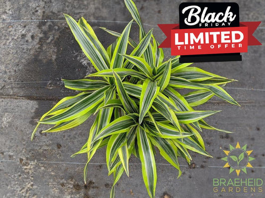 Large Dracaena Goldstar / Lemon Lime- NO SHIP