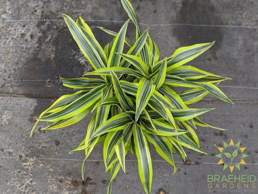 Large Dracaena Goldstar / Lemon Lime- NO SHIP