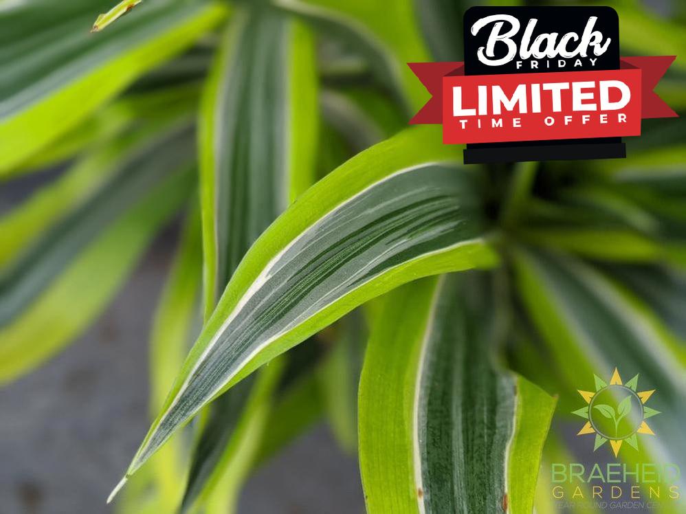 Large Dracaena Goldstar / Lemon Lime- NO SHIP