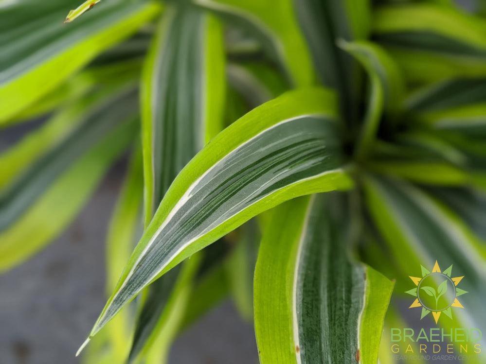 Large Dracaena Goldstar / Lemon Lime- NO SHIP