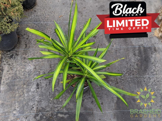 Large Dracaena Rikki Bush - NO SHIP