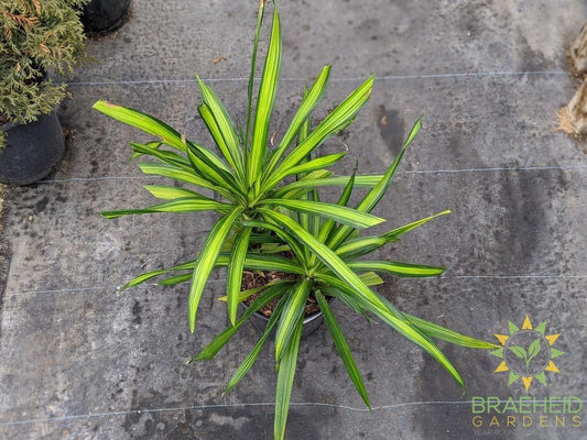 Large Dracaena Rikki Bush - NO SHIP