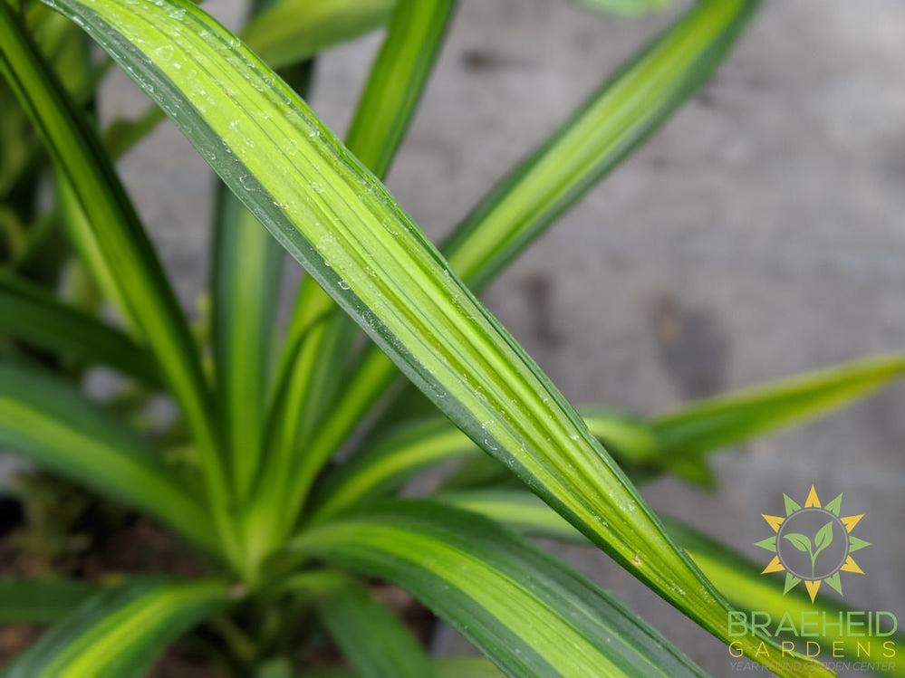 Large Dracaena Rikki Bush - NO SHIP