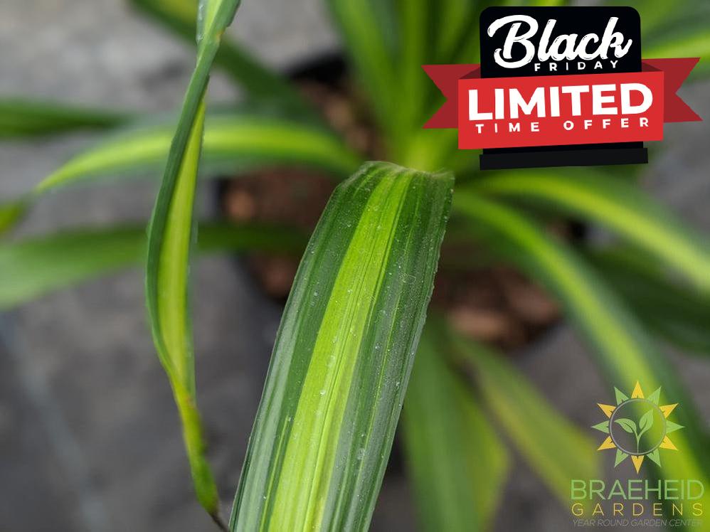 Large Dracaena Rikki Bush - NO SHIP