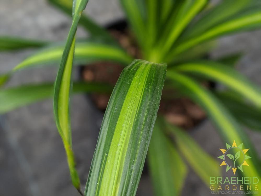 Large Dracaena Rikki Bush - NO SHIP