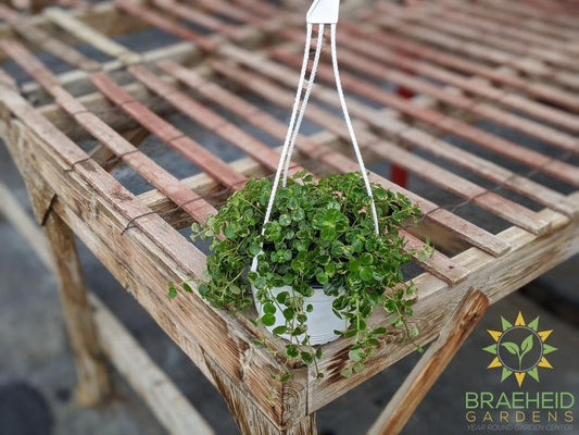 Pilea Depressa - Hanging Basket